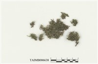 藏品(變異多摺蘚)的圖片